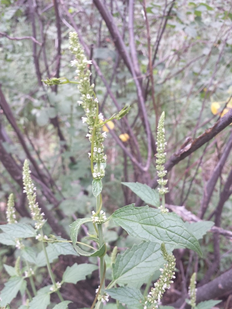 White Giant Hyssop photo 7
