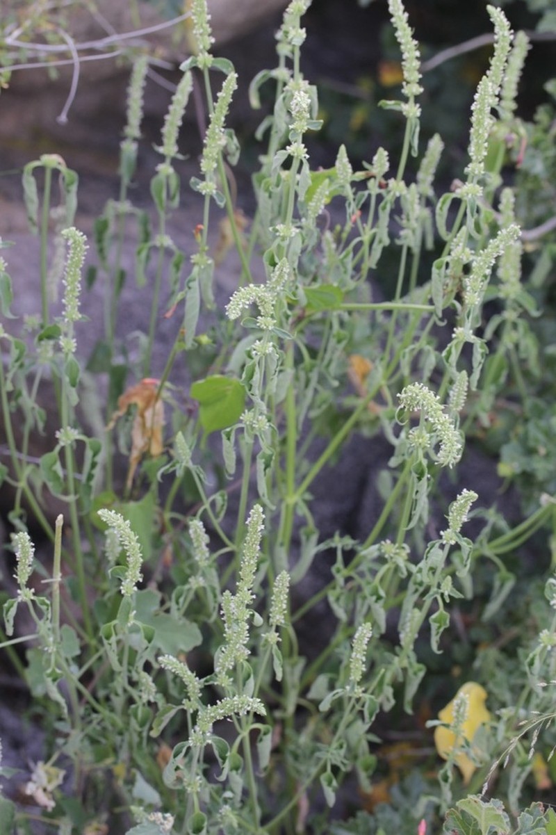 White Giant Hyssop photo 8