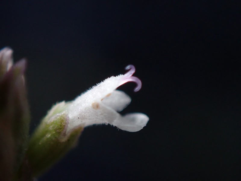 Agastache micrantha var. micrantha