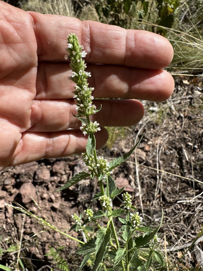 Agastache micrantha var. micrantha photo 2