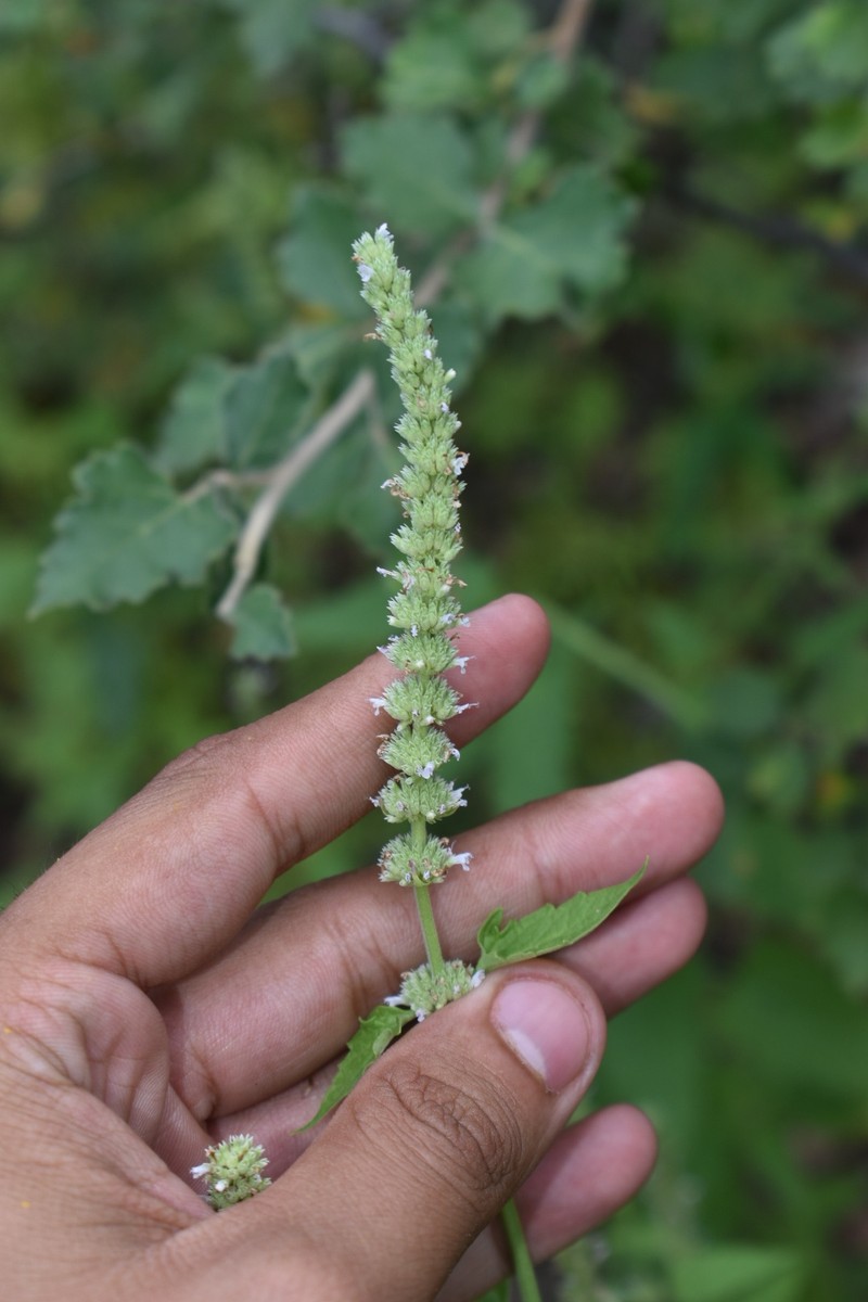 Agastache micrantha var. micrantha photo 3