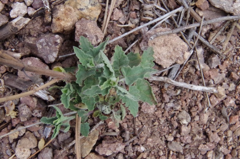 Agastache micrantha var. micrantha photo 4