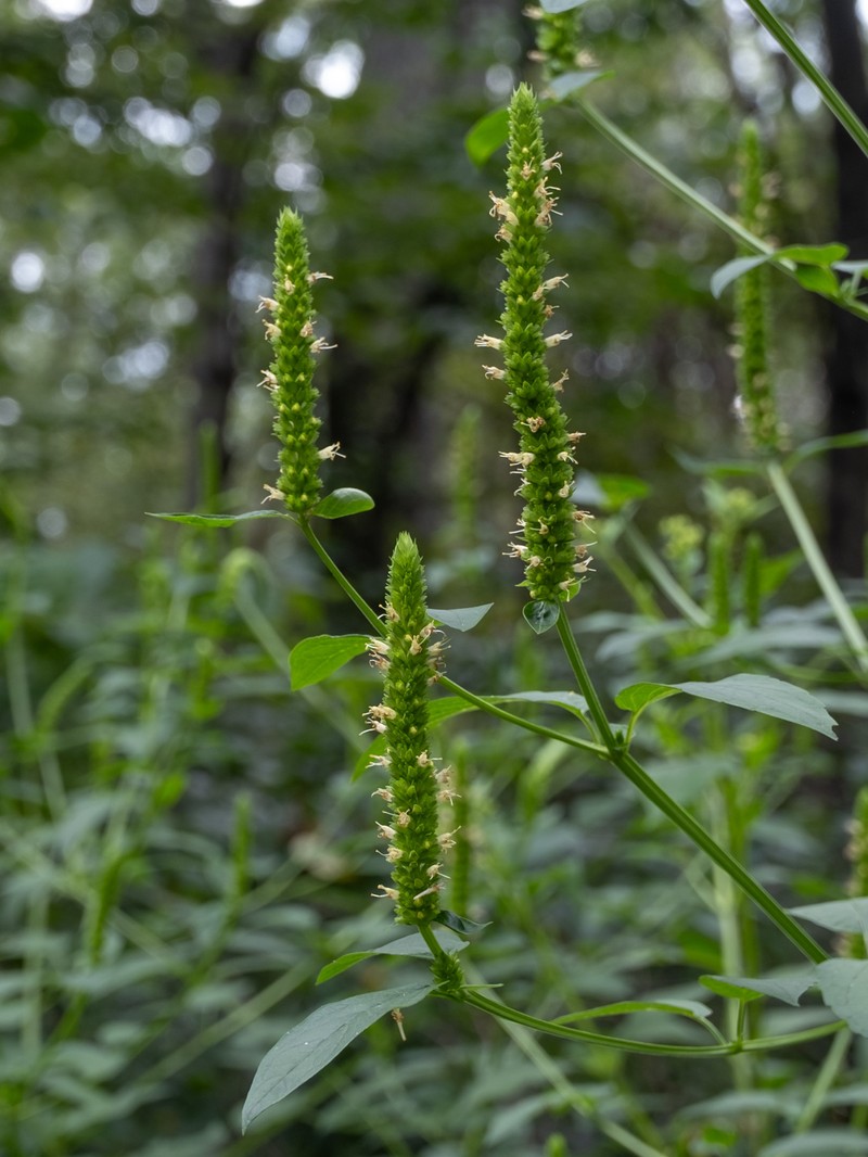 Yellow Giant Hyssop