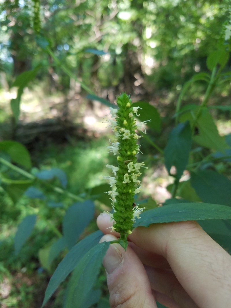 Yellow Giant Hyssop photo 2