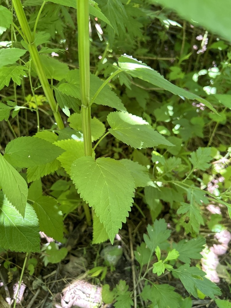 Yellow Giant Hyssop photo 3