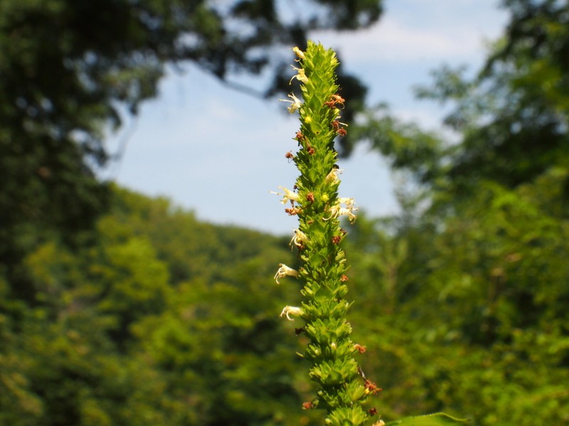 Yellow Giant Hyssop photo 4