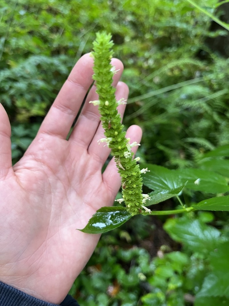 Yellow Giant Hyssop photo 5