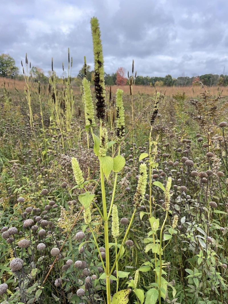 Yellow Giant Hyssop photo 6