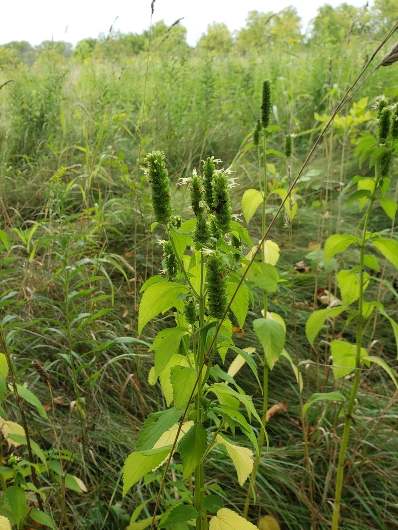 Yellow Giant Hyssop photo 7