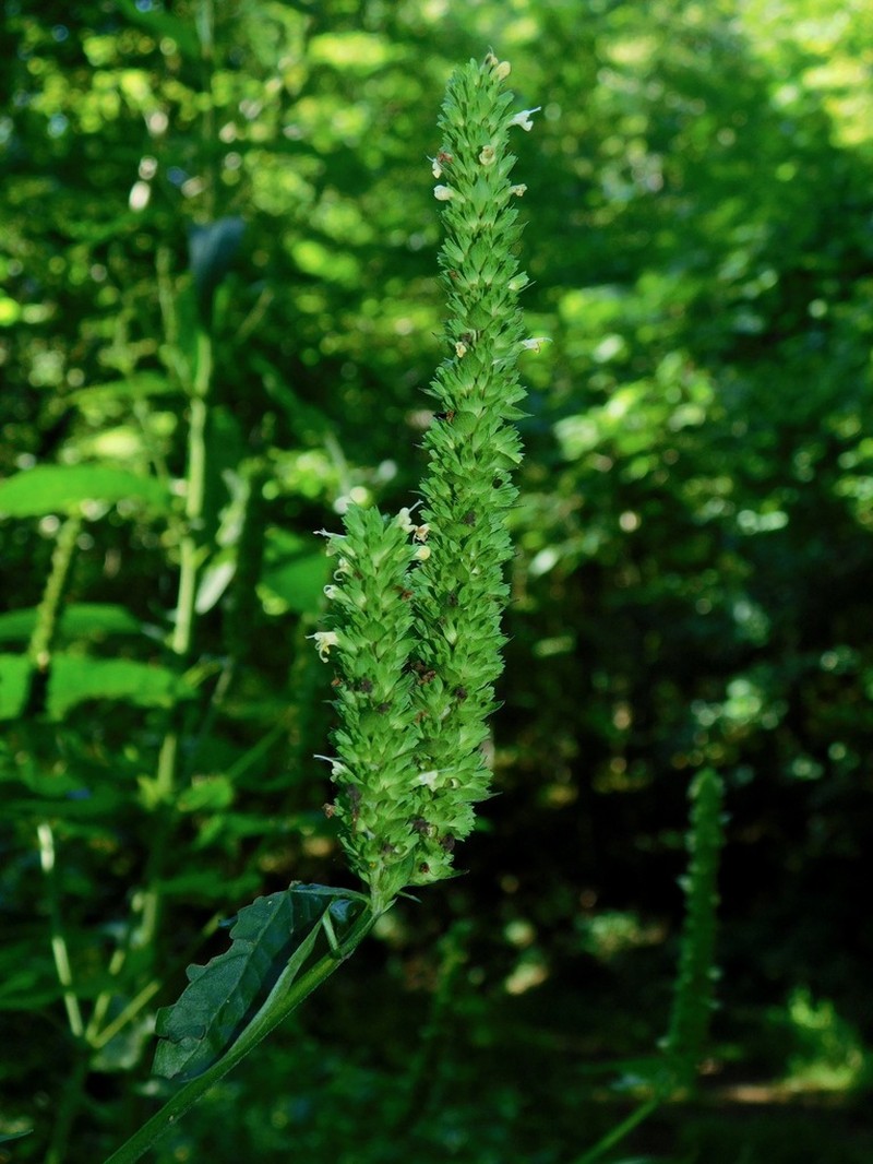 Yellow Giant Hyssop photo 8
