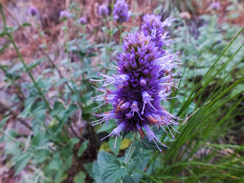Western Giant Hyssop photo 2