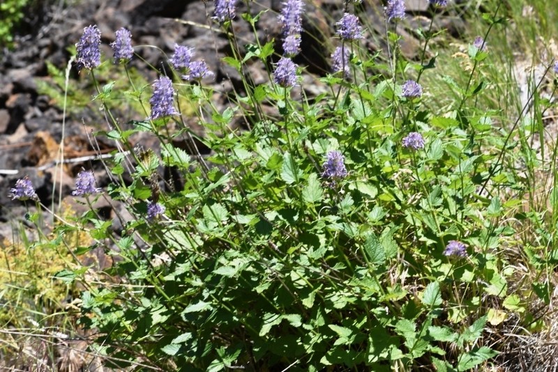 Western Giant Hyssop photo 3