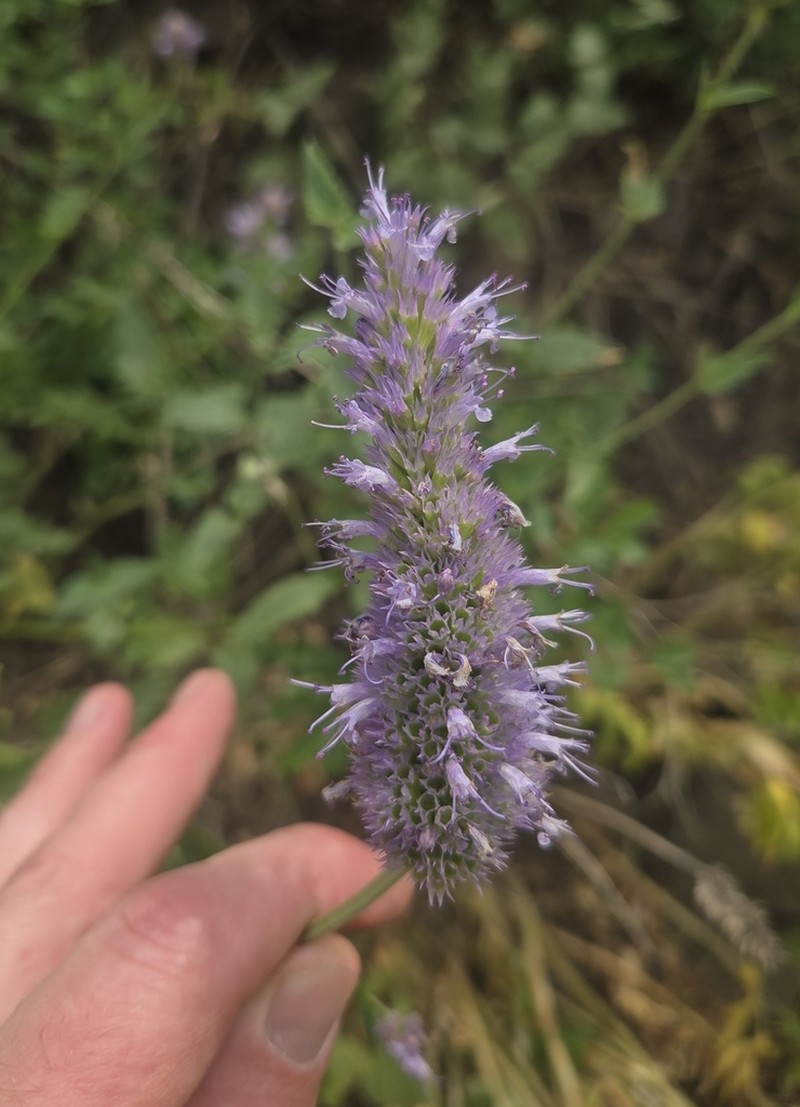 Western Giant Hyssop photo 4