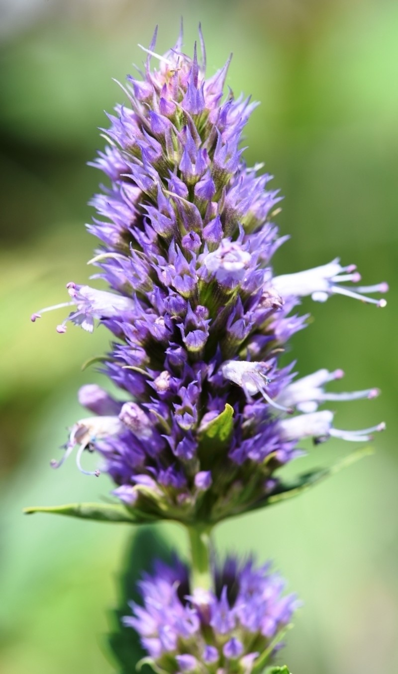 Western Giant Hyssop photo 5