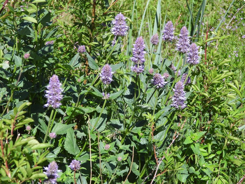 Western Giant Hyssop photo 6