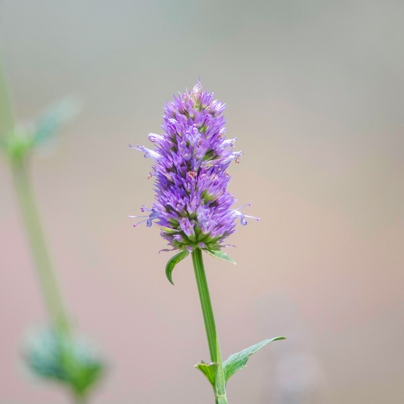Western Giant Hyssop photo 7