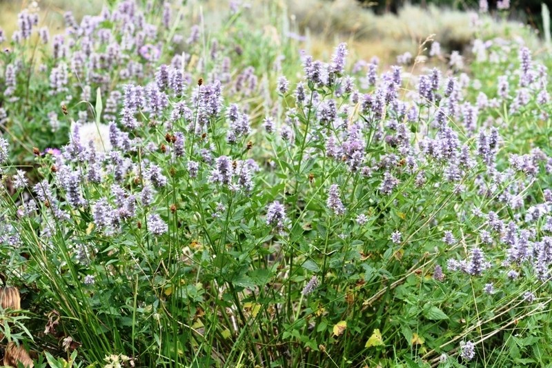 Western Giant Hyssop photo 8