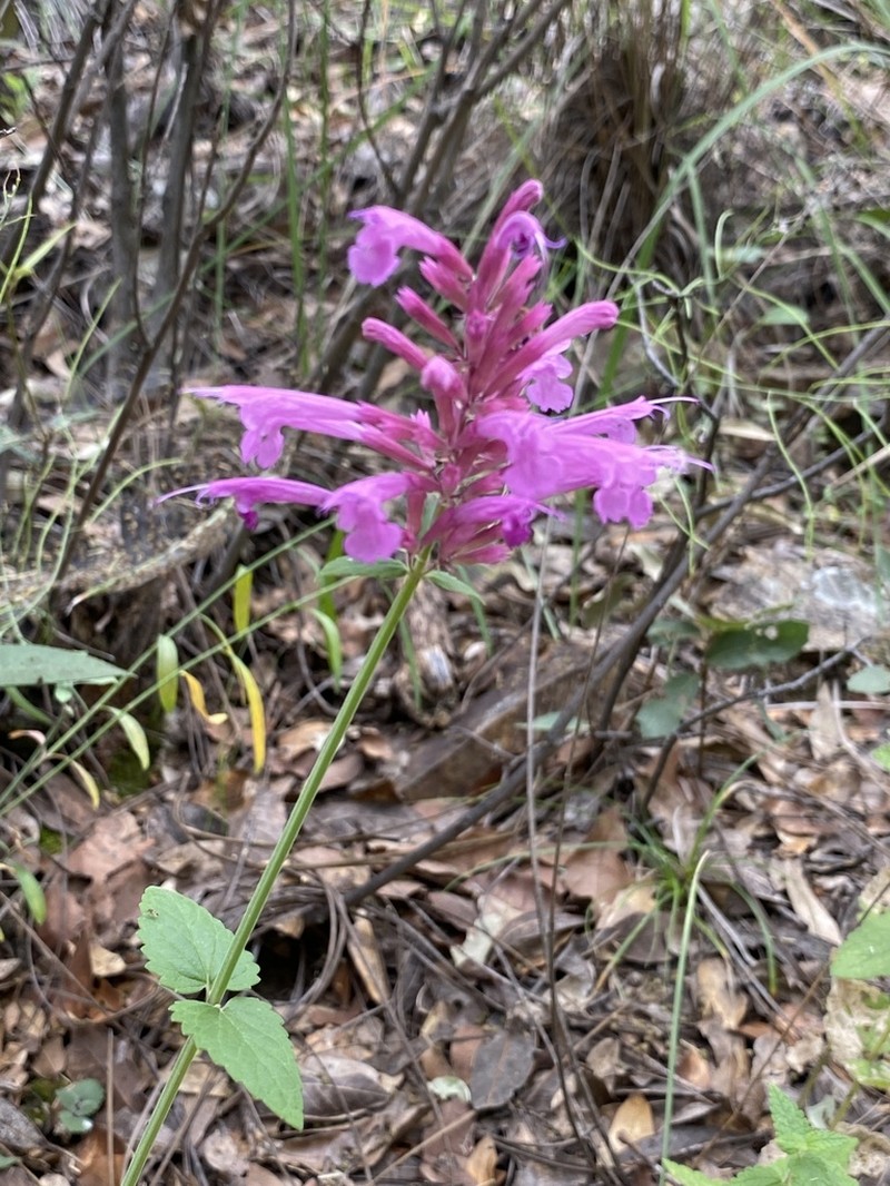 Pale Giant Hyssop