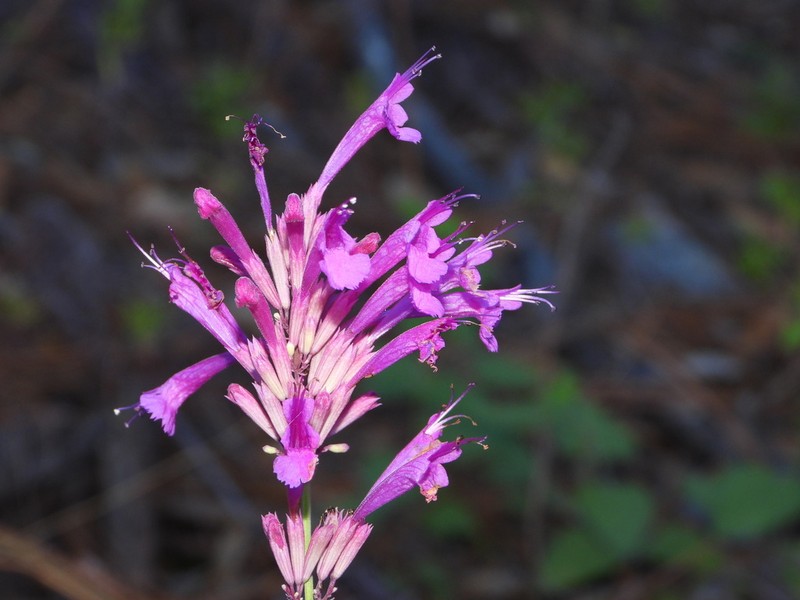 Pale Giant Hyssop photo 2