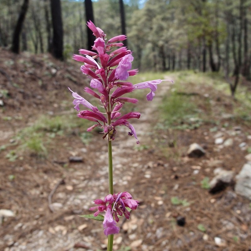 Pale Giant Hyssop photo 3