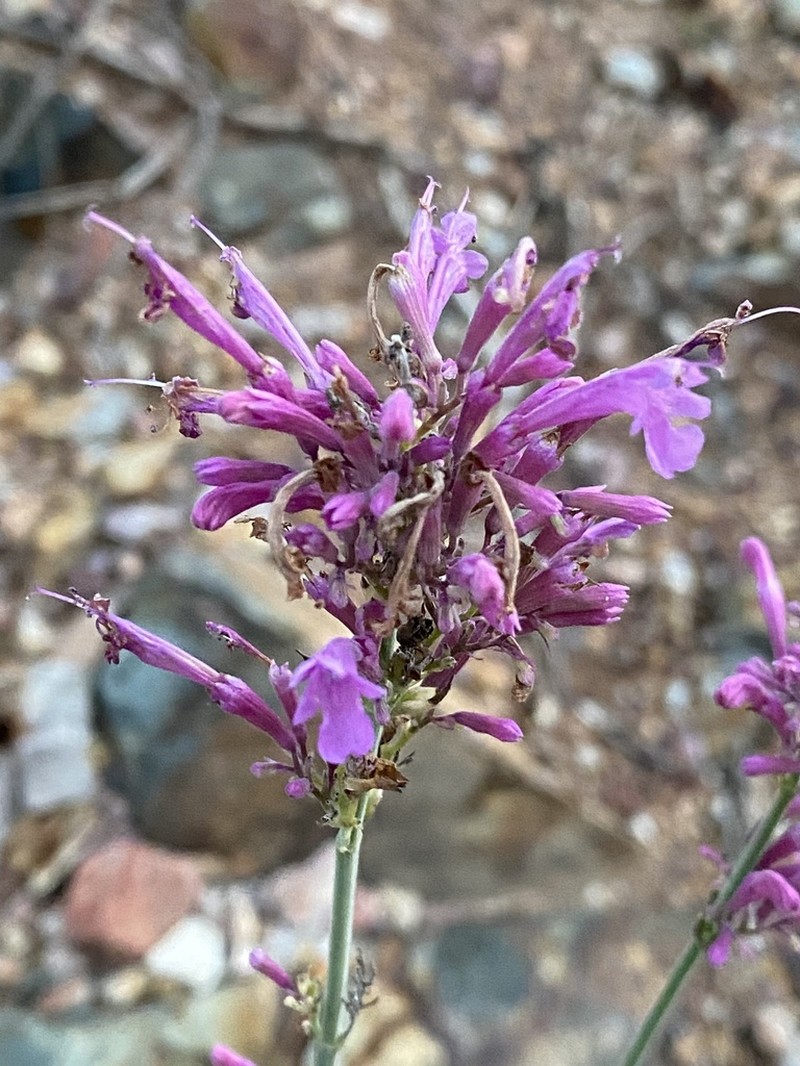 Pale Giant Hyssop photo 4