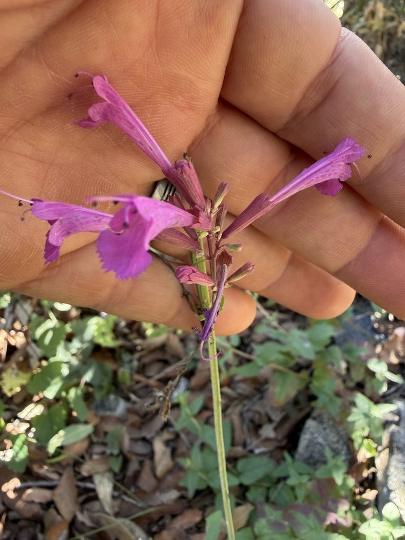 Pale Giant Hyssop photo 5