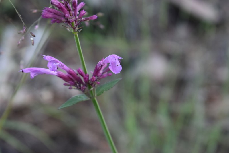 Pale Giant Hyssop photo 6