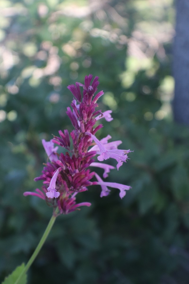 Pale Giant Hyssop photo 7