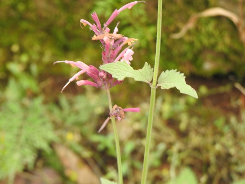 Pale Giant Hyssop photo 8