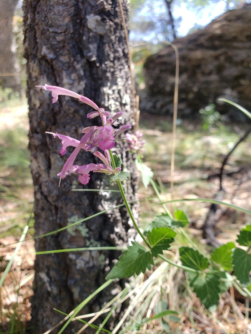 Agastache pallida var. pallida