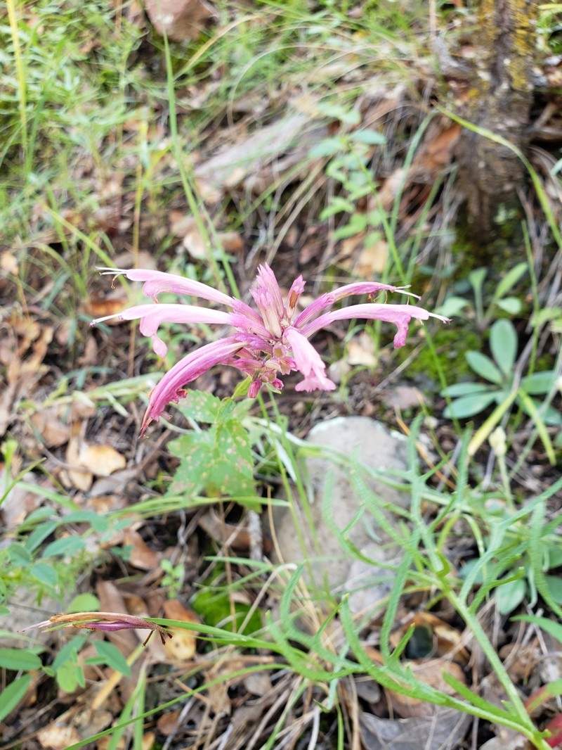 Agastache pallida var. pallida photo 2