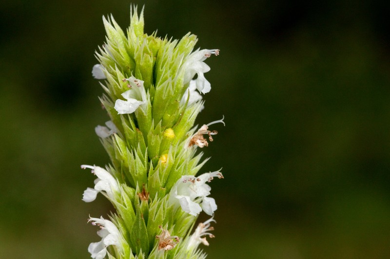 Bill Williams Mountain Giant Hyssop photo 2