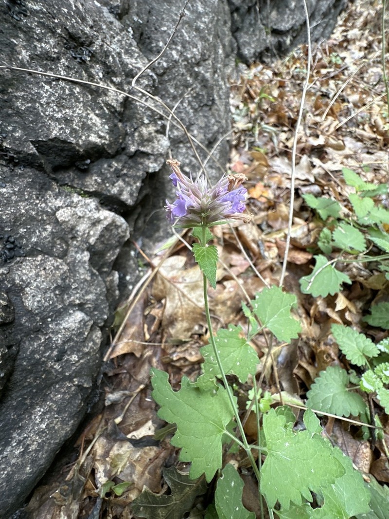 Bill Williams Mountain Giant Hyssop photo 4