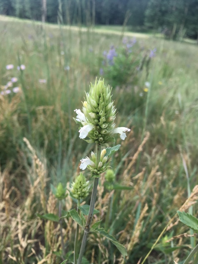 Bill Williams Mountain Giant Hyssop photo 5