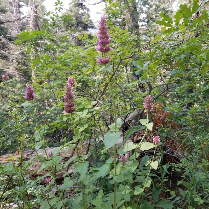 Bill Williams Mountain Giant Hyssop photo 6