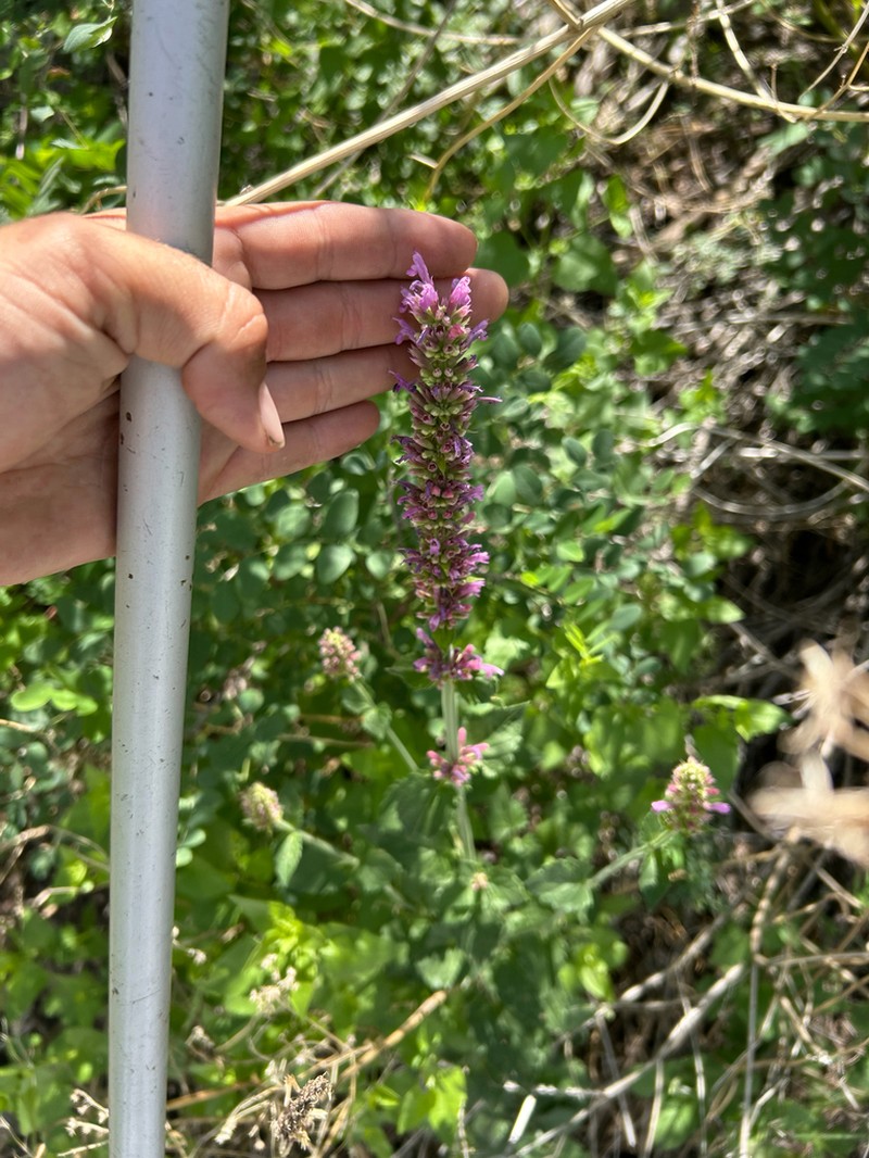 Bill Williams Mountain Giant Hyssop photo 7