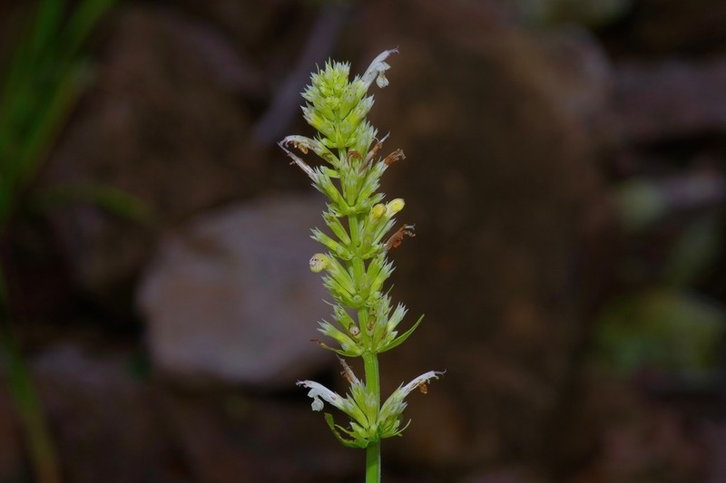 Bill Williams Mountain Giant Hyssop photo 8