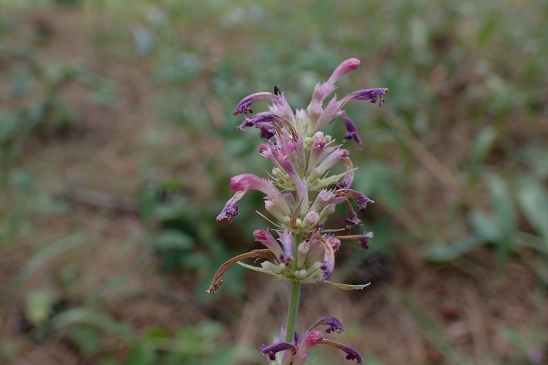 Agastache pallidiflora subsp. neomexicana