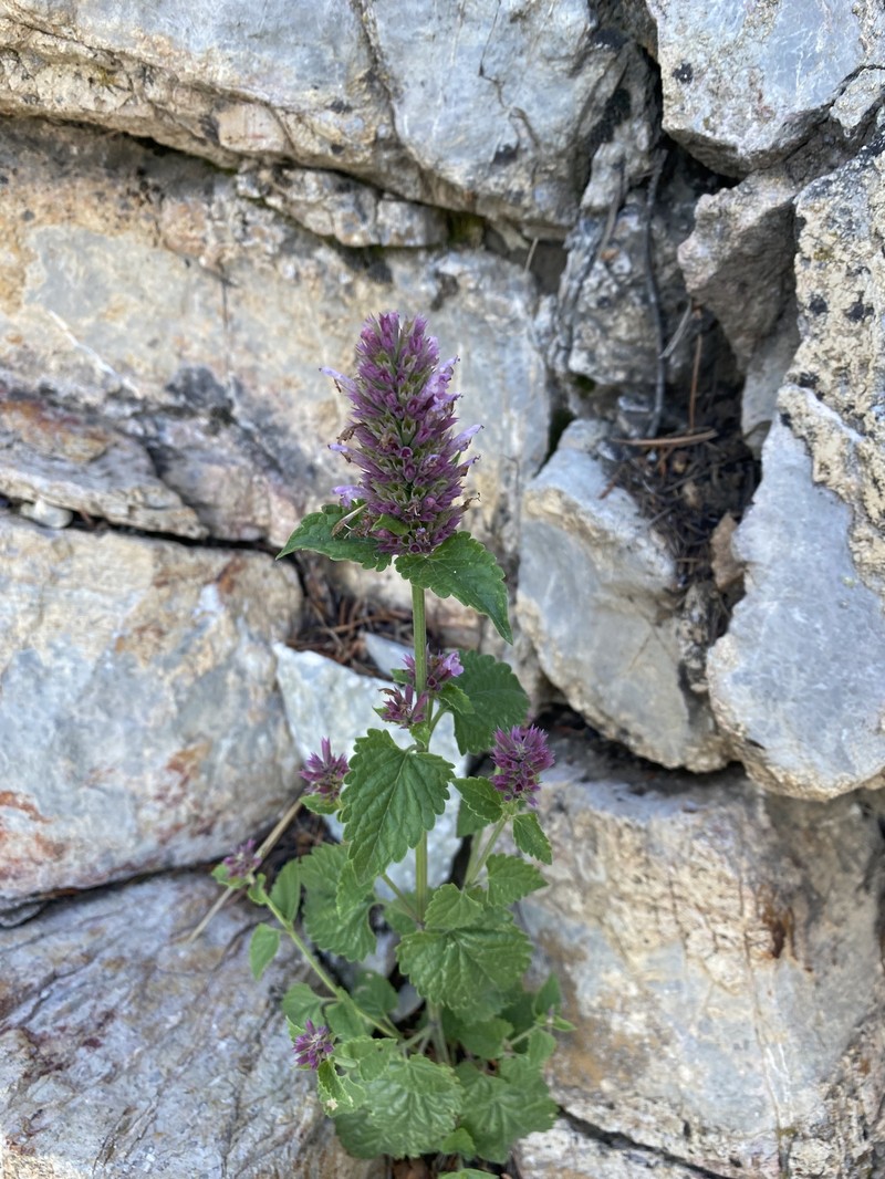 Agastache pallidiflora subsp. neomexicana photo 2