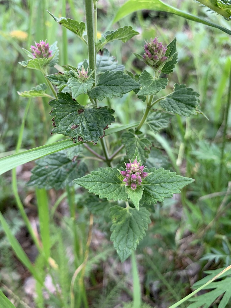 Agastache pallidiflora subsp. neomexicana photo 3