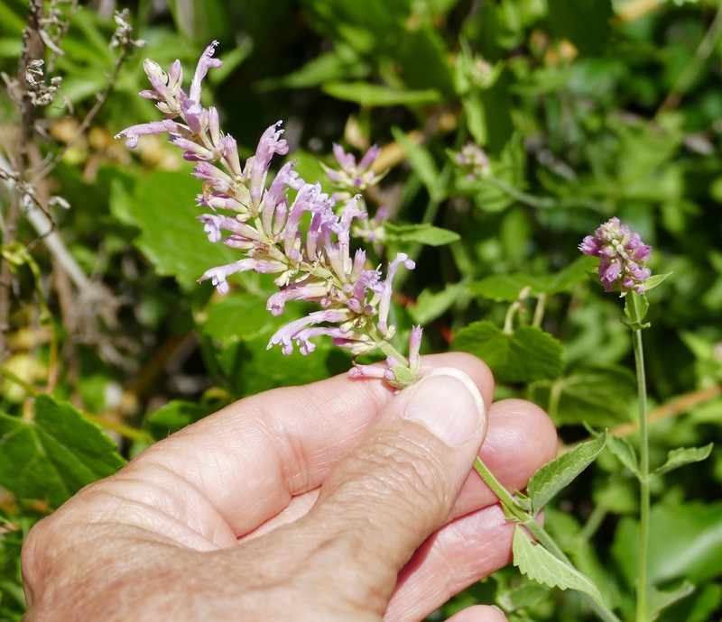 Agastache pallidiflora subsp. neomexicana photo 4