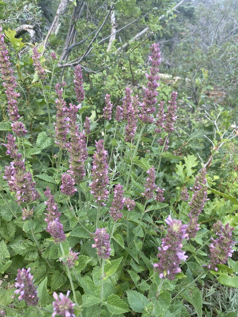 Agastache pallidiflora subsp. neomexicana photo 5