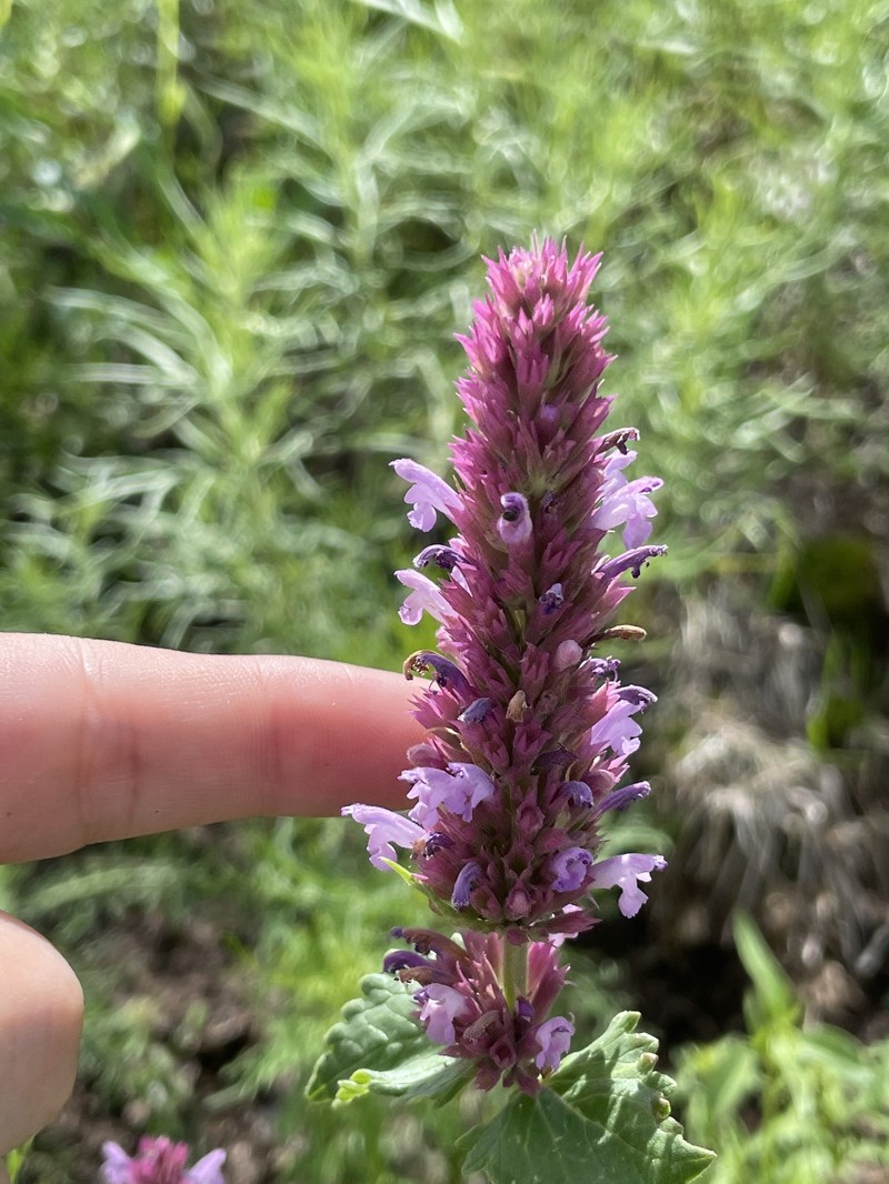 Agastache pallidiflora subsp. neomexicana photo 6