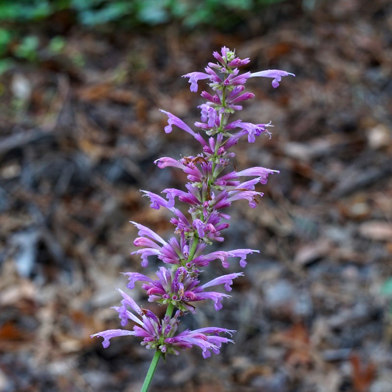Agastache pallidiflora subsp. neomexicana photo 7