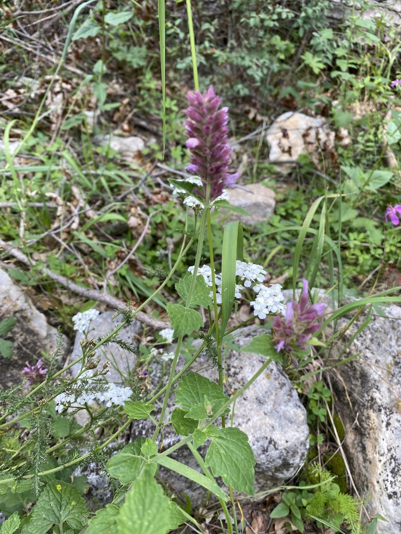 Agastache pallidiflora subsp. neomexicana photo 8