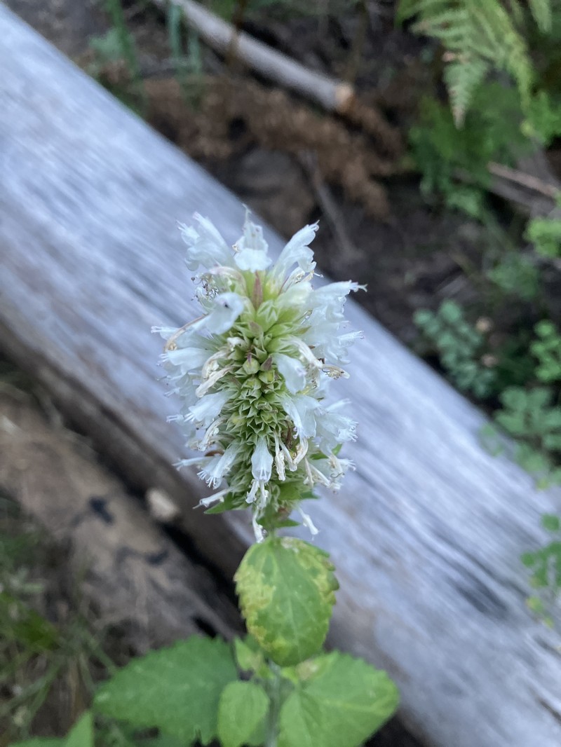 Agastache pallidiflora subsp. pallidiflora