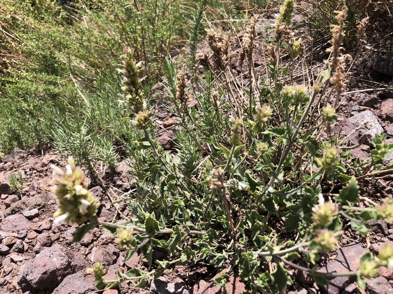 Agastache pallidiflora subsp. pallidiflora photo 2