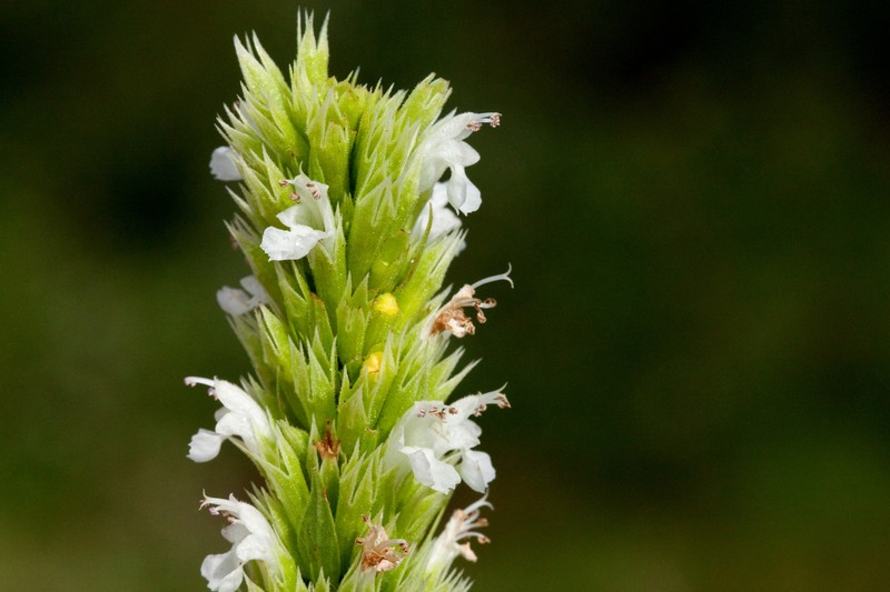 Agastache pallidiflora subsp. pallidiflora photo 6