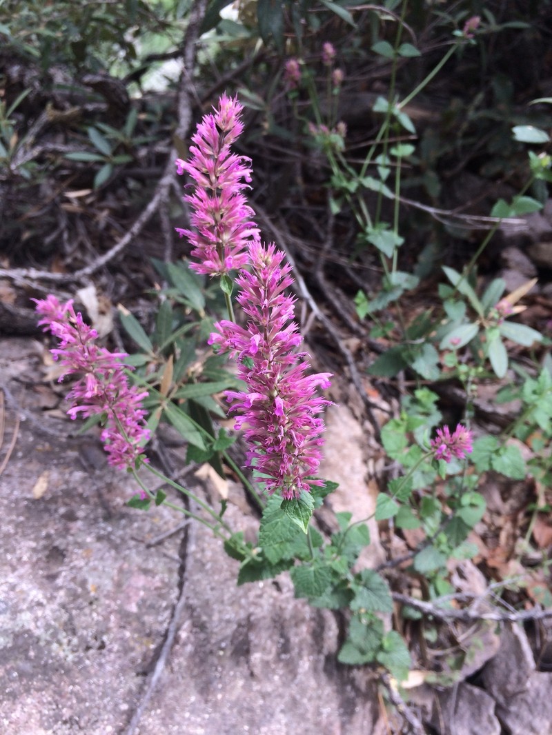Agastache pallidiflora var. gilensis