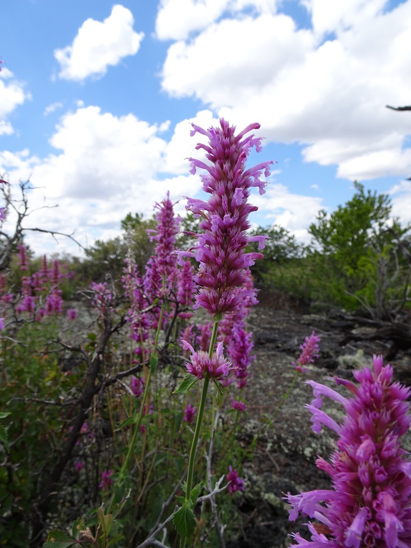 Agastache pallidiflora var. gilensis photo 2